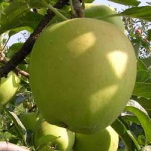 Golden delicious appelboom